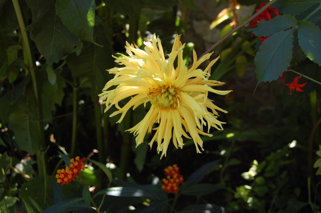 Giverny yellow dahlia