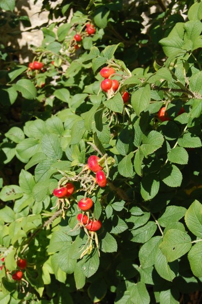 Rose hips