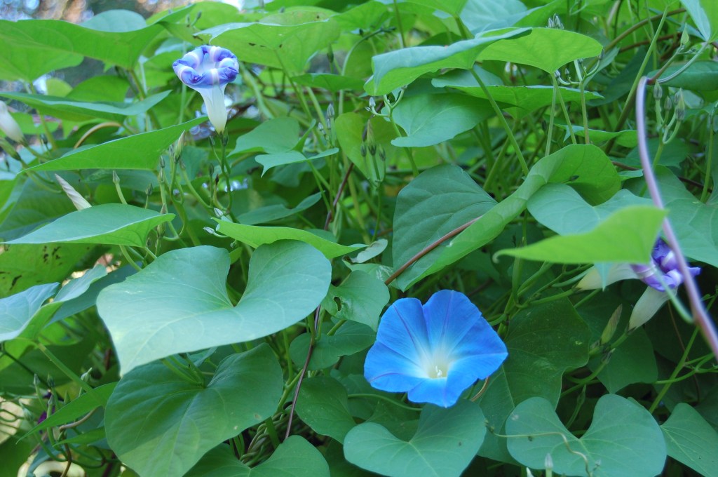 Heavenly Blue Morning Glory
