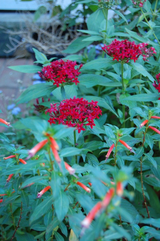 Pentas, Cigar Plant