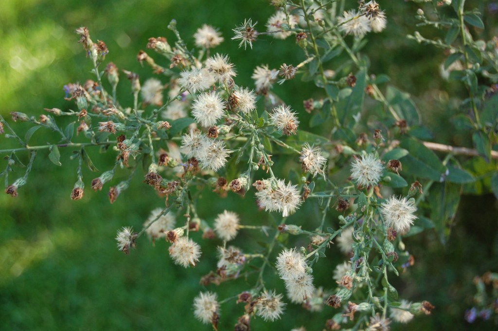 Aster seed heads