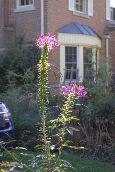 Cleome
