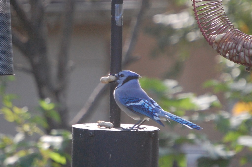 bluejay