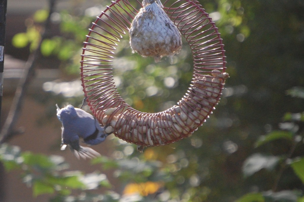 It's really hard to keep your balance while yanking out a peanut.