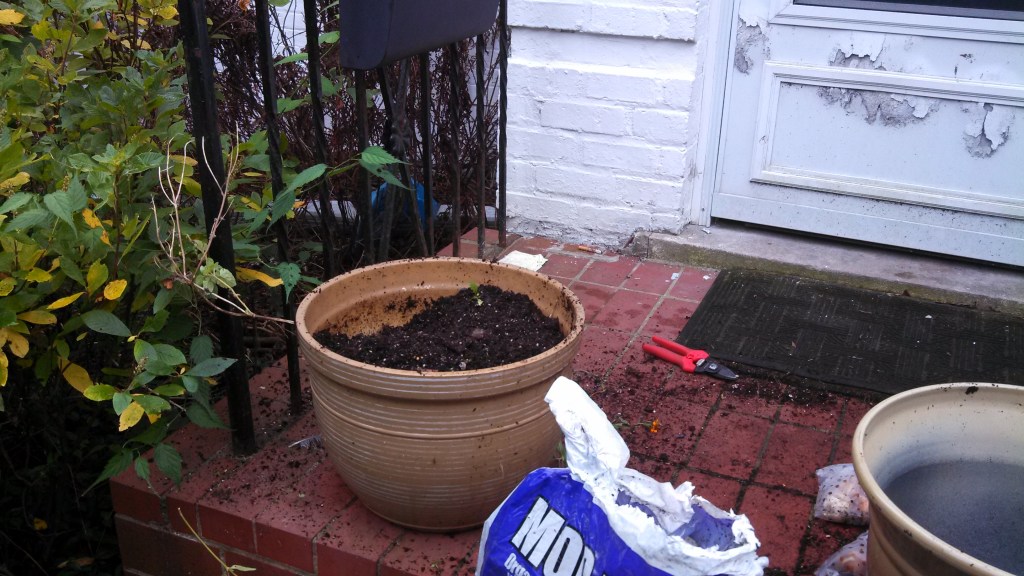 planting container tulips