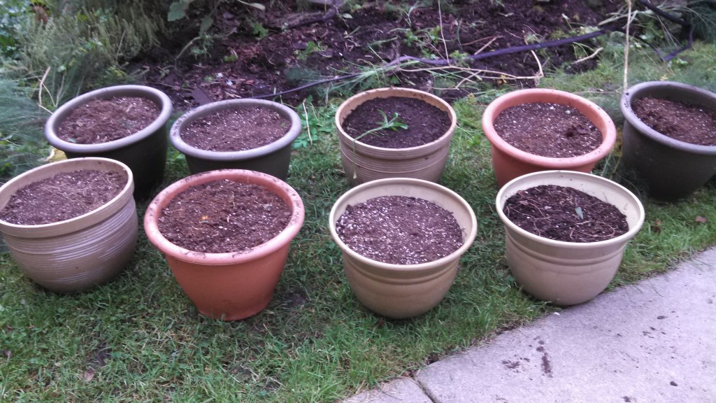 planting container tulips