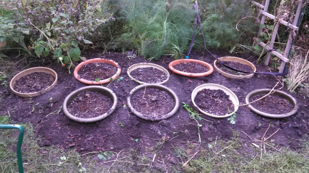 planting container tulips