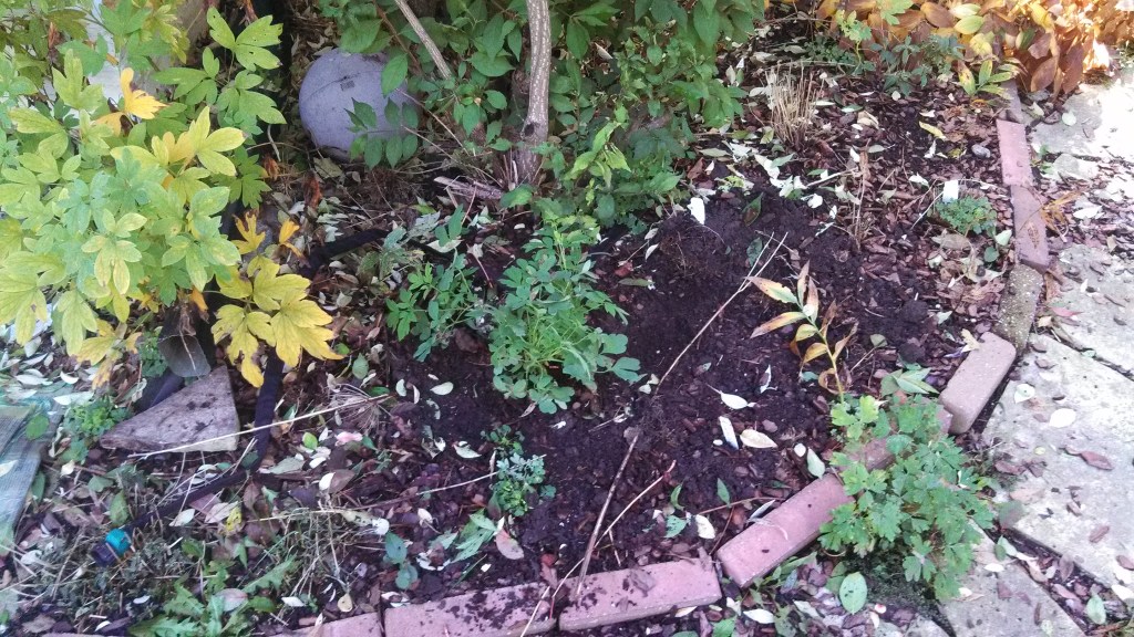 White bleeding heart