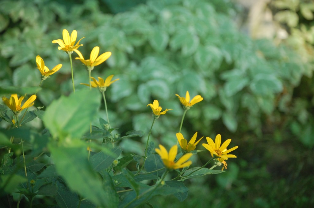 Woodland Sunflower