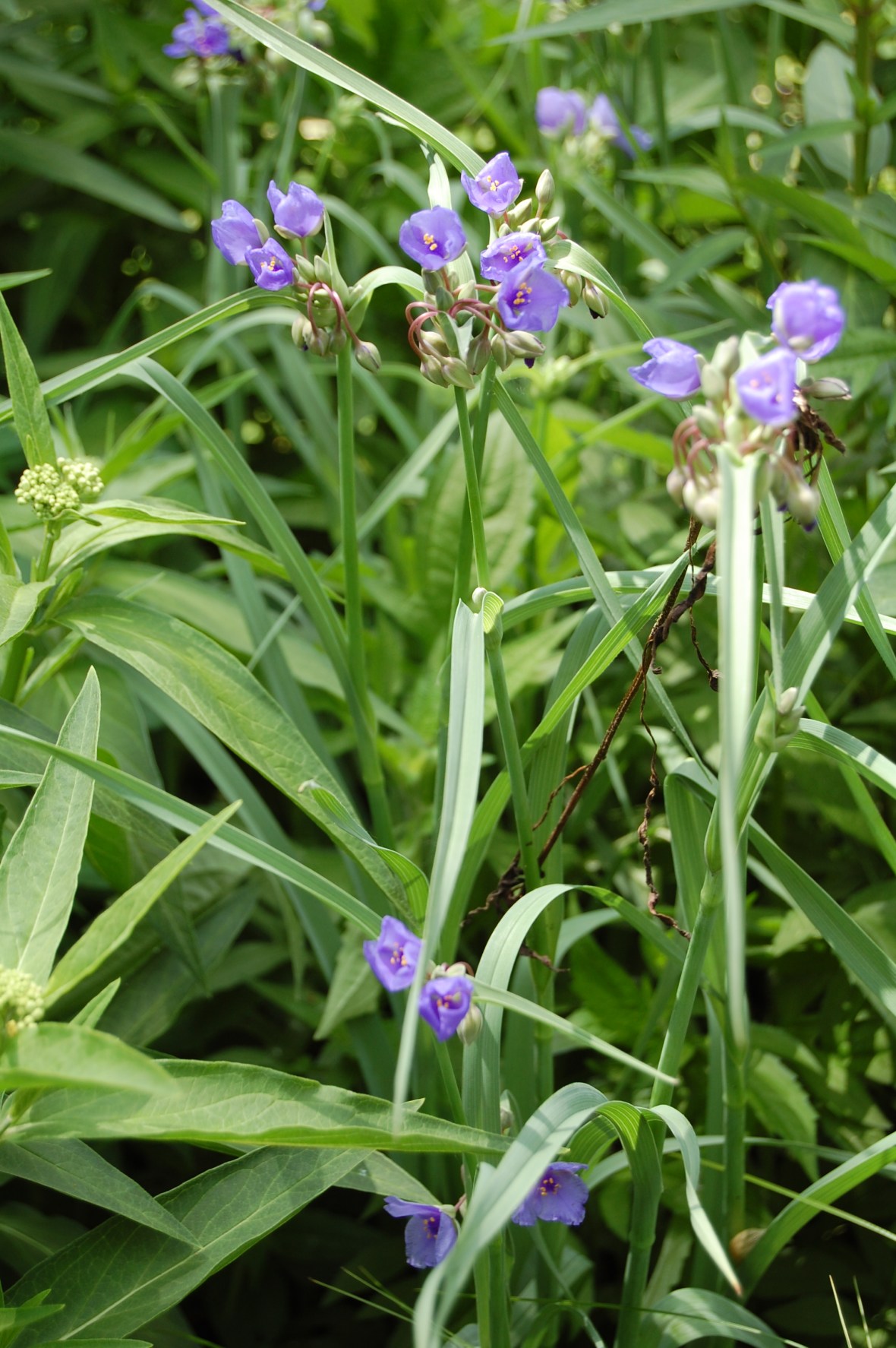 Ohio Spiderwort