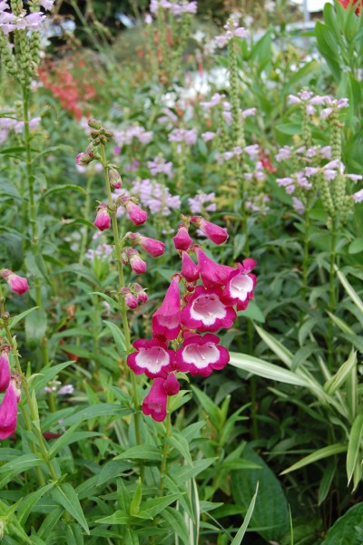 Chateau de Nazellse, Loire Valley, Amboise