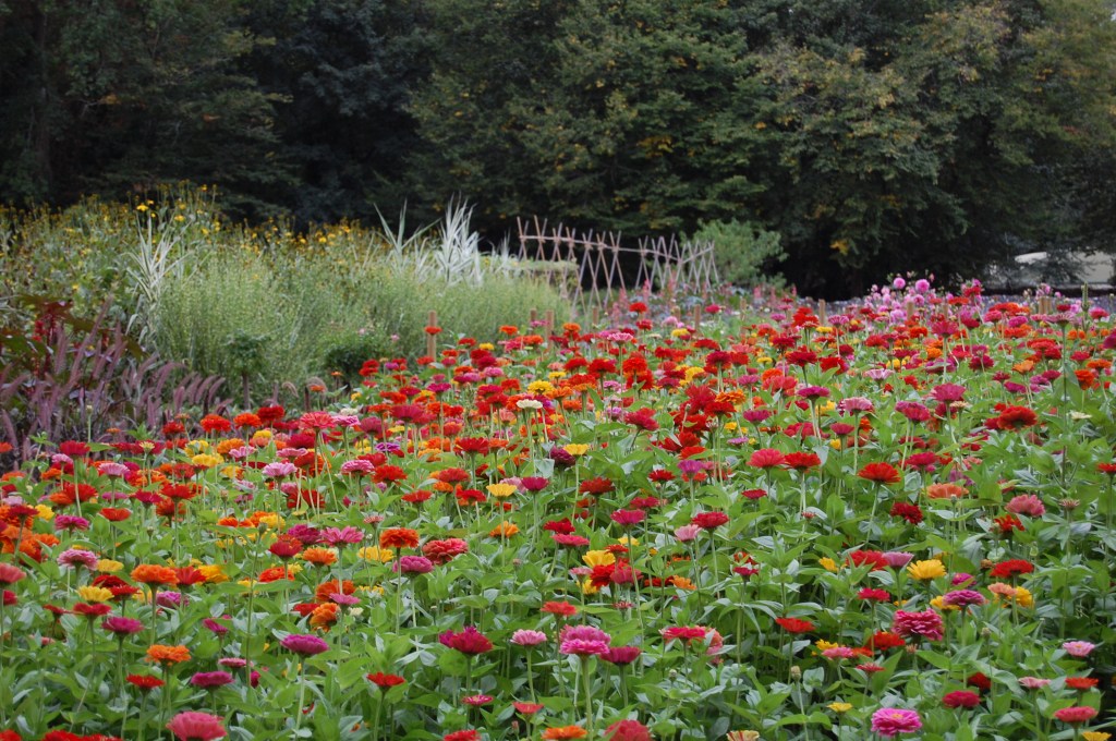 Zinnias in the cutting garden