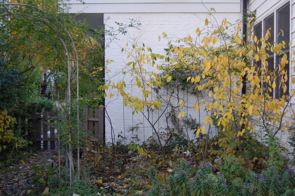 Spicebush fall color