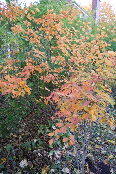Serviceberry autumn brilliance
