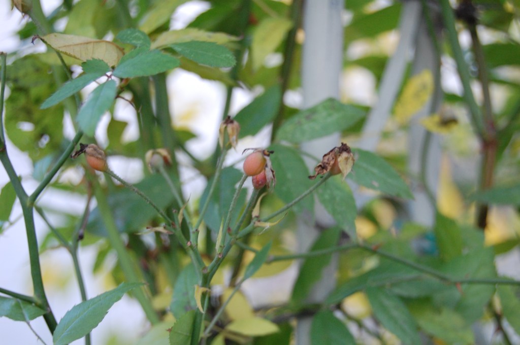 'Darlow's Enigma' rose hips