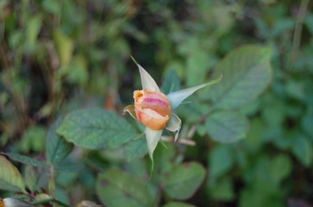 shrub rose 'strike it rich'