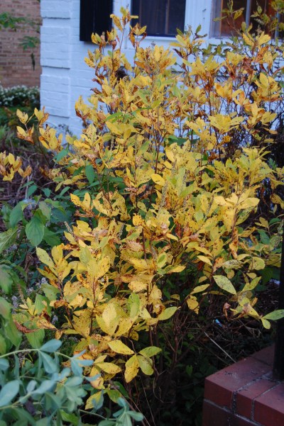 Summersweet fall color