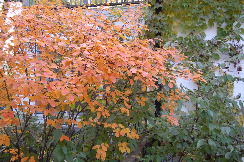 Serviceberry 'Autumn Brilliance'