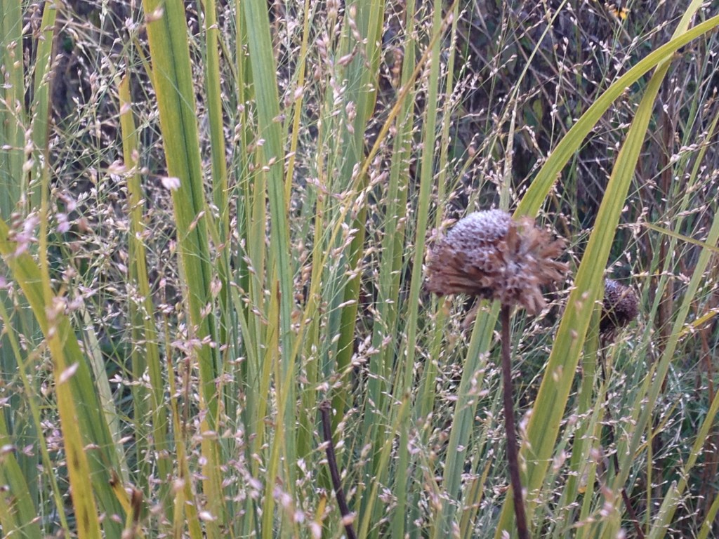 Monarda didyma, Switchgrass 'Northwind'