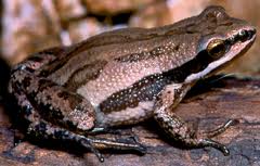 Western Chorus Frog