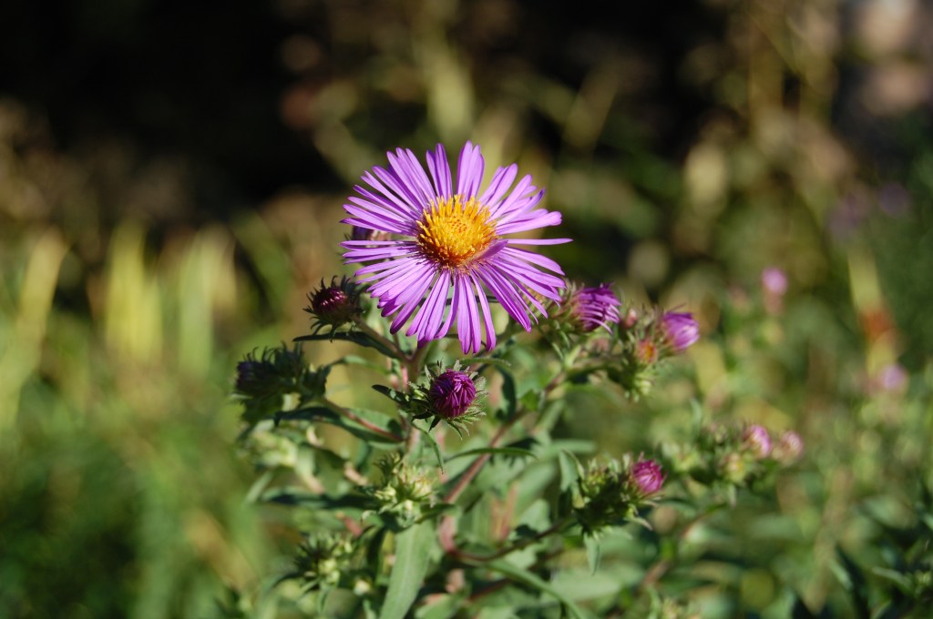 New England Aster