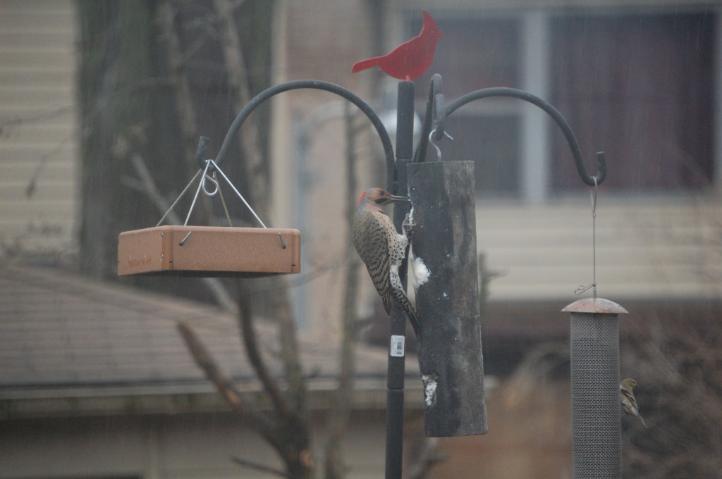 Northern Flicker