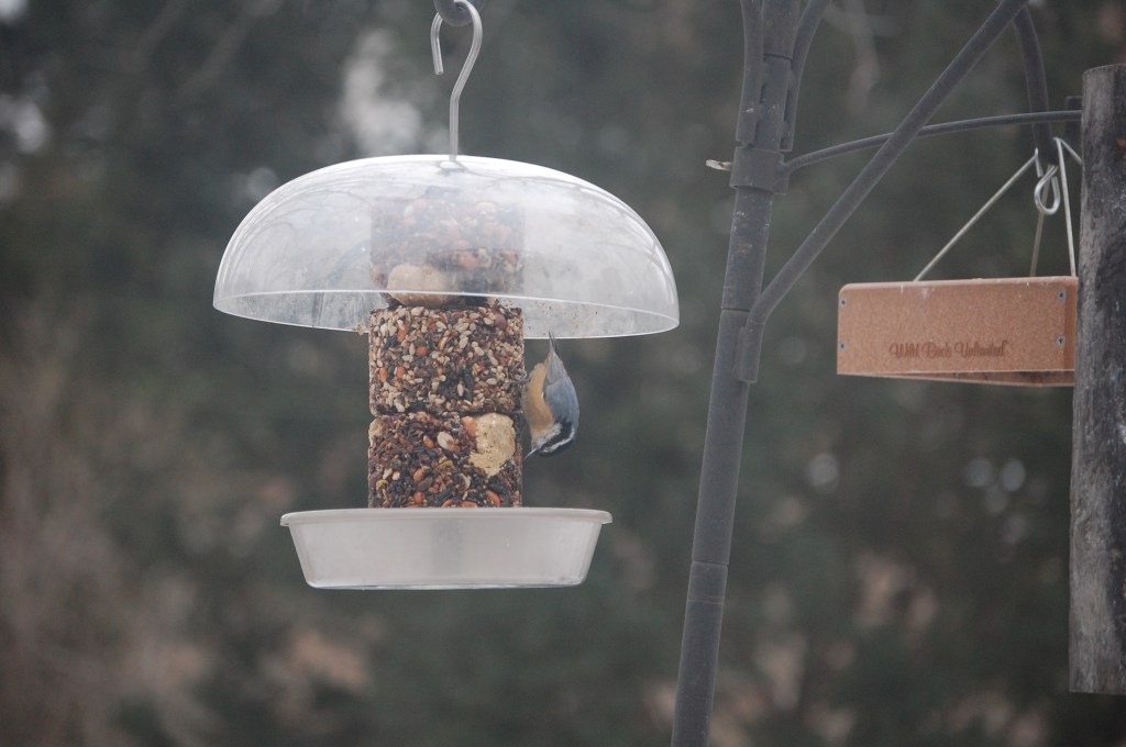 red breasted nuthatch