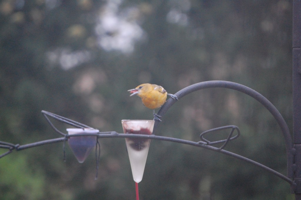 Juvenile Baltimore Oriole