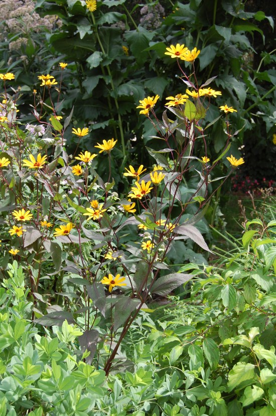 Early sunflower prairie sun