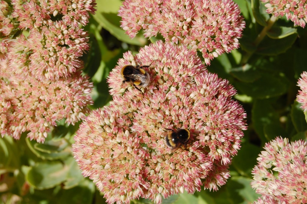 Sedum and bumblebee