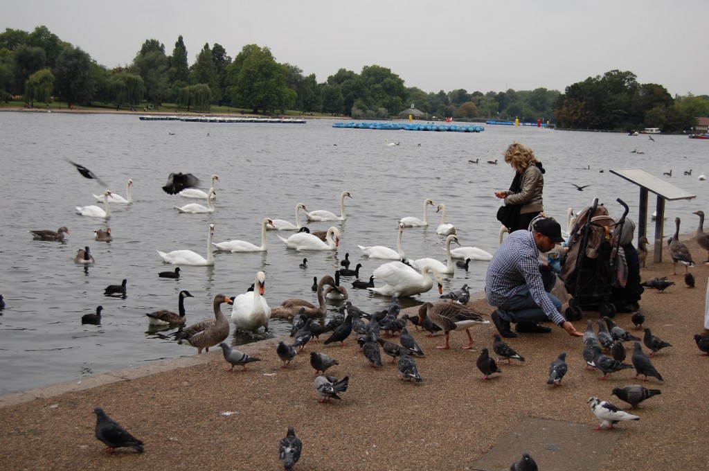 Hyde Park has a big lagoon called the serpentine. Lots of birds to feed.