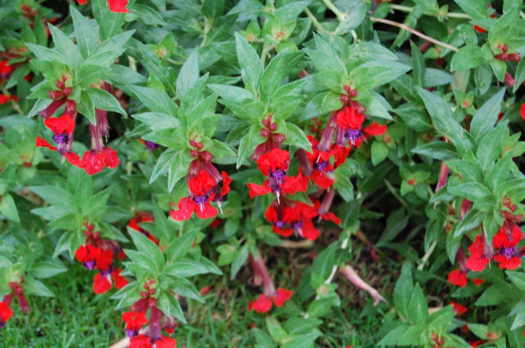 Some kind of Fuschia.