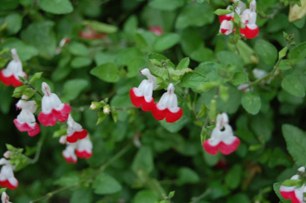 No idea what this is. Some kind of Impatiens, maybe?