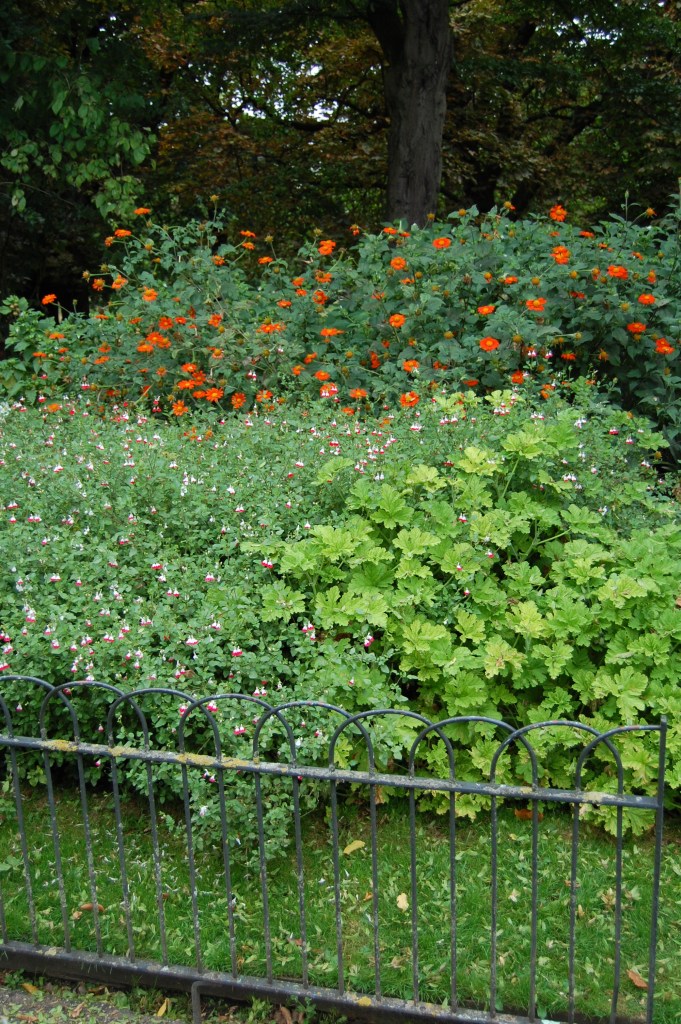 Tithonia and Hardy Geranium.