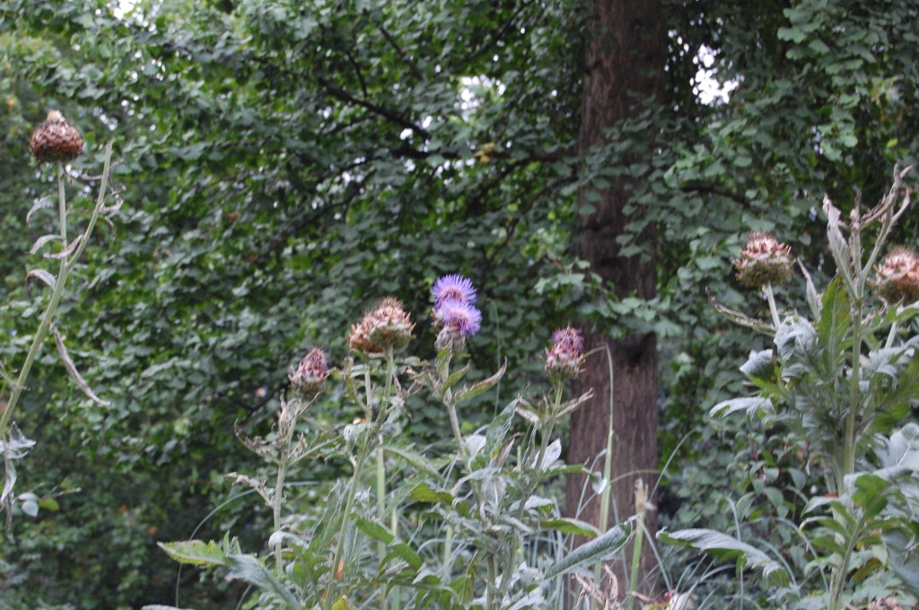 Some kind of thistle? Help me out here.