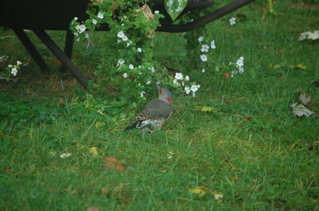 Northern flicker