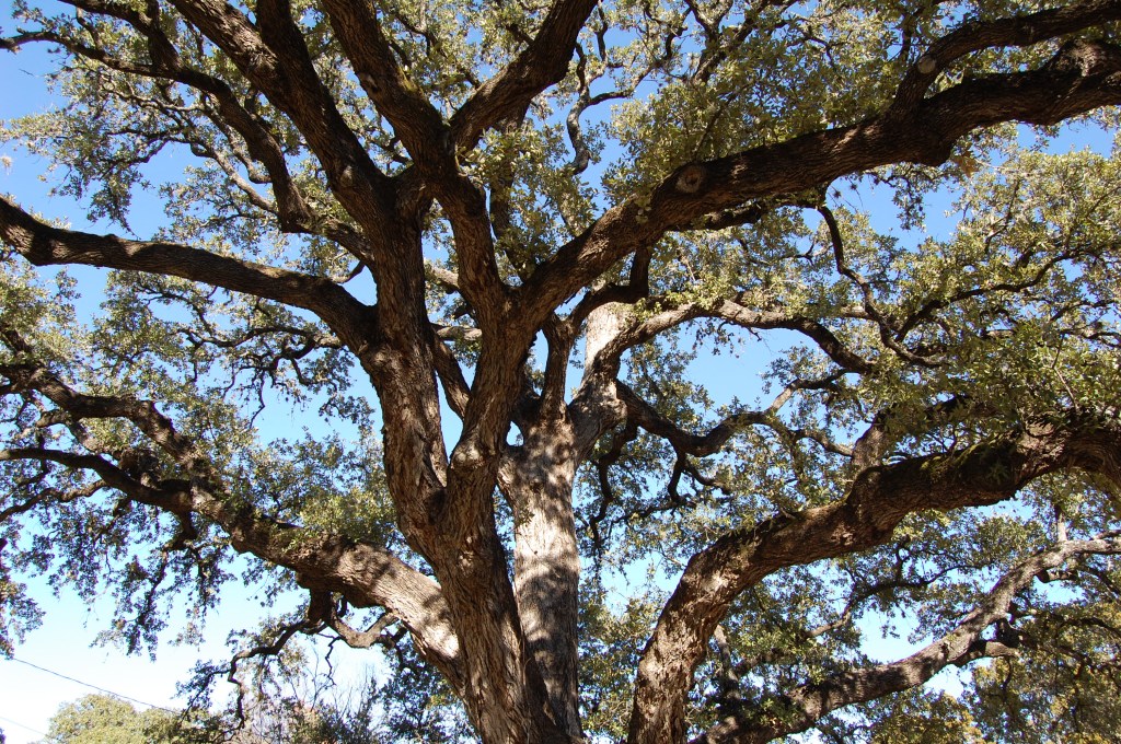 Texas Live Oak