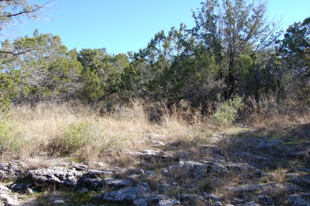 Texas hill country savannah