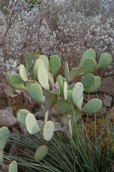 Prickly Pear Cactus