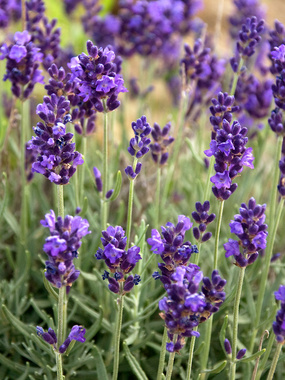 'Lavance Purple' Lavender. Photo from Bluestone Perennials.
