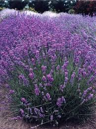 Lavender 'Violet Intrigue'