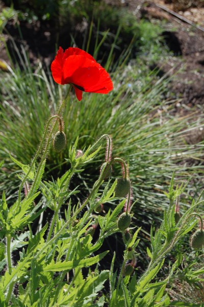 red poppy