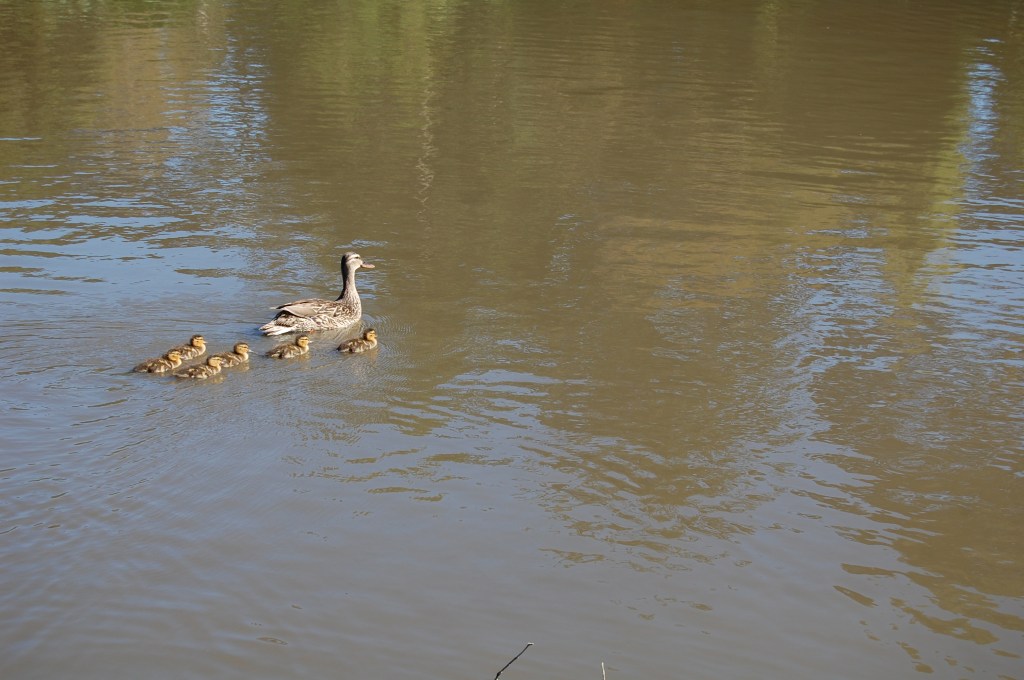 San Francisco Botanic Garden ducklings