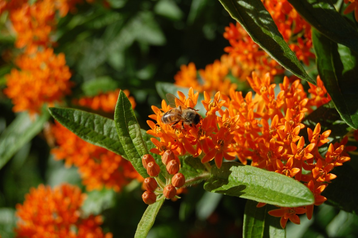Butterflyweed