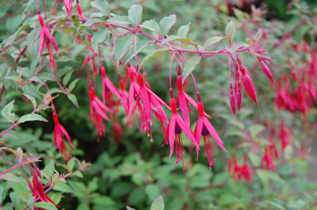 2013-09-12 07.29.01 Scotney Castle