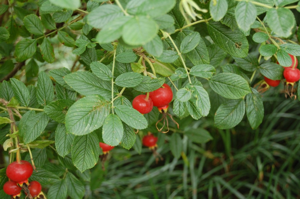 At this point in the season the bountiful Rugosa rose hips were as decorative as the roses.