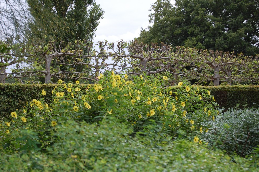 2013-09-12 10.18.24 Sissinghurst sunflowers