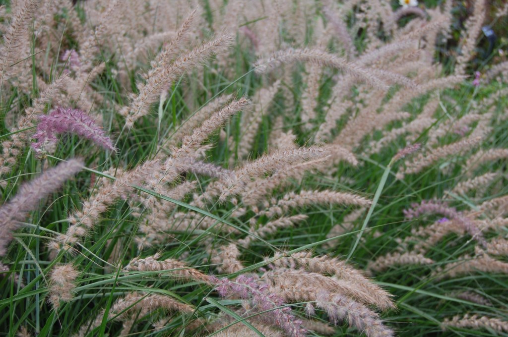 2013-09-13 07.40.01 rhs wisley mixed border