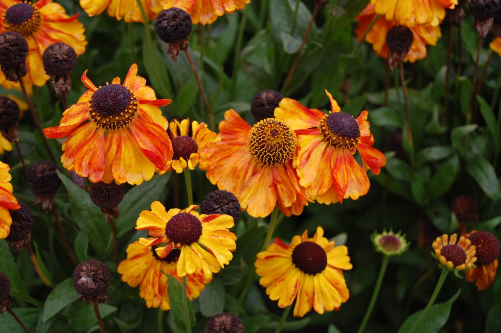 Helenium - looks like 'Mardi Gras'