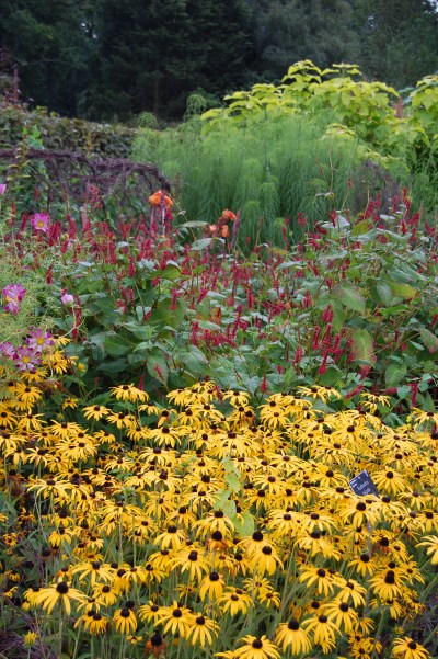 2013-09-13 07.44.42 rhs wisley mixed border
